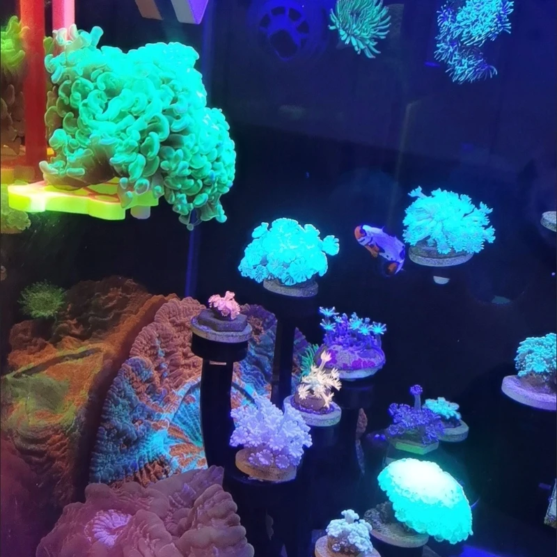 SPS 산호 조각 랙 홀더 산호 브래킷 빛나는 해양 암 - Marine Aquarium Orp 리뷰 및 가격
