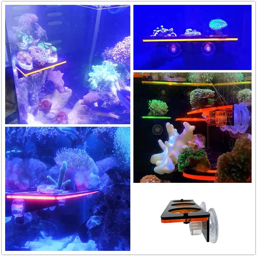 형광 산호 조각 플러그 브래킷 성장 홀더 아크릴 랙 해 - Marine Aquarium Orp 리뷰 및 가격
